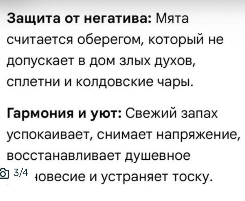 Комнатное растение Плекрантус