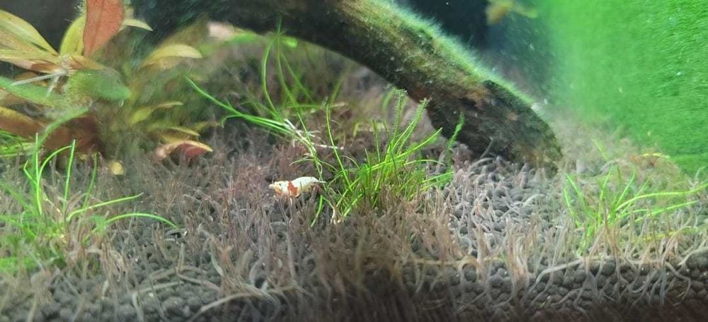 Tubifex/Blackworms hrană vie pentru peşti