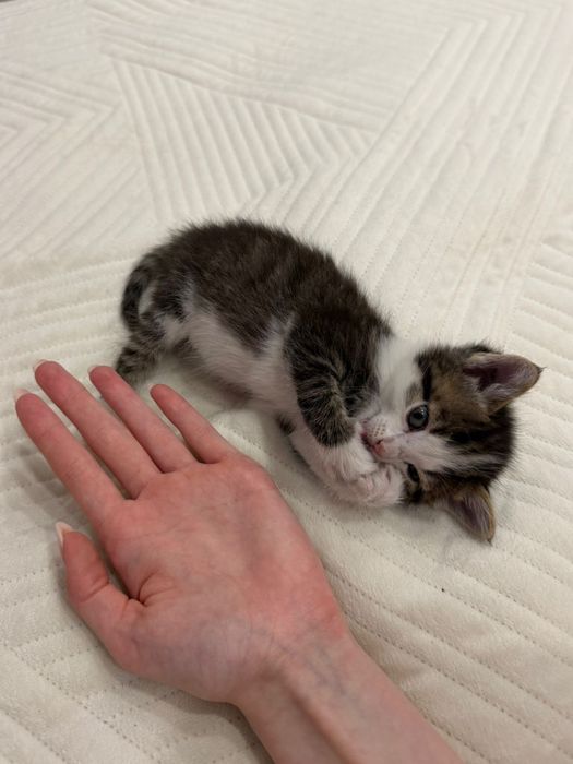 Отдам котенка бесплатно