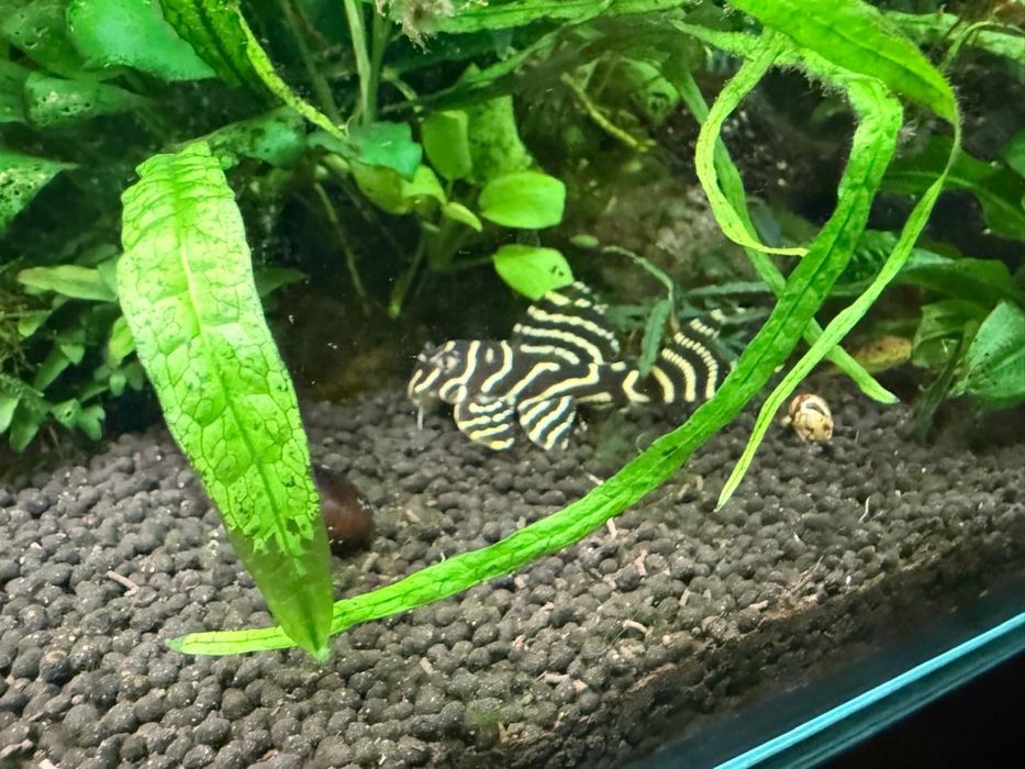 Продам аквариум (травник)