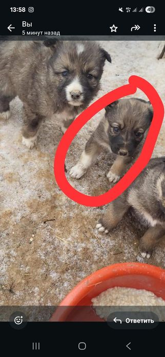 Отдам в добрые руки!