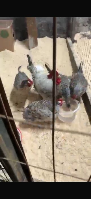 Куры пароды Барховская барвистая