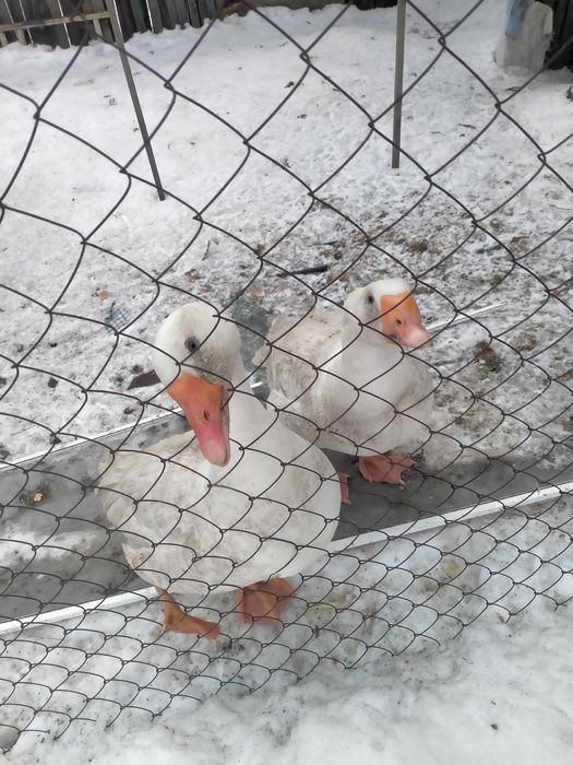 Продам гусей. Линда.