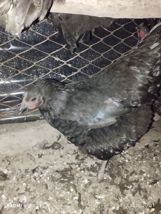 Jersi gigant lar sotiladi