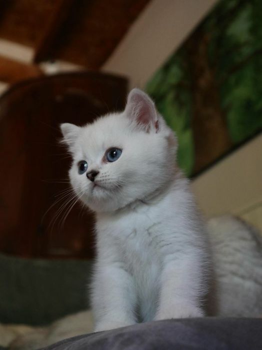 Zolotaya shinshila
Sotilmidi