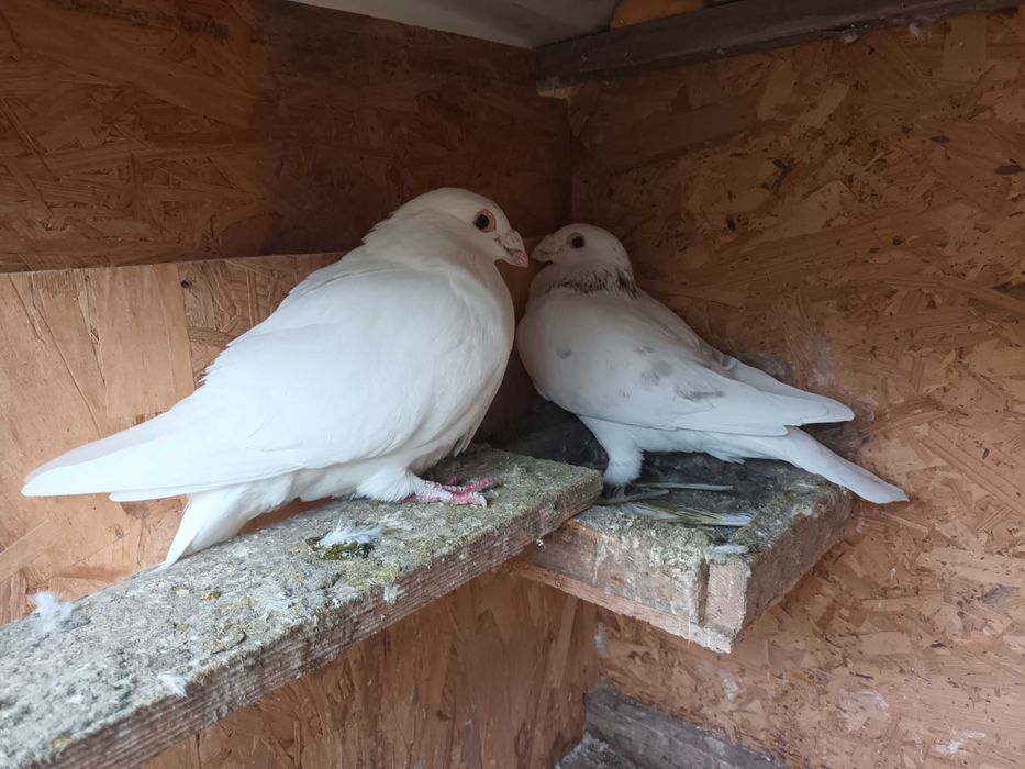 Pereche porumbei ornament