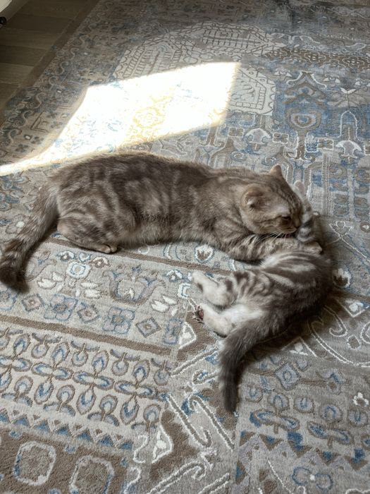 Шотландская прямоухая