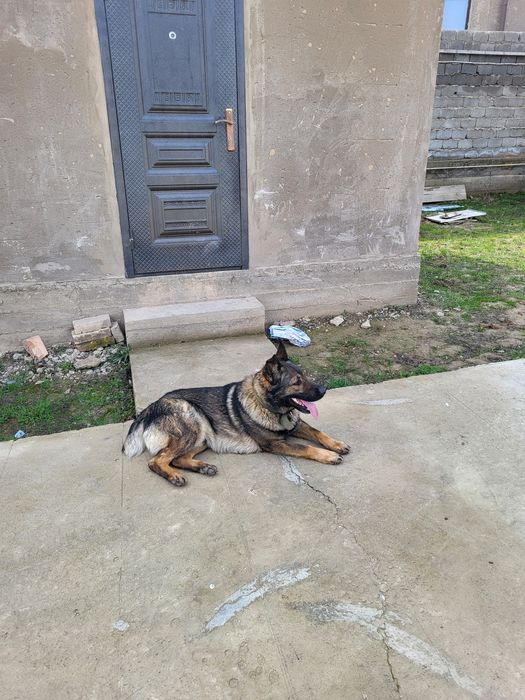 Овчарка в хорошие руки