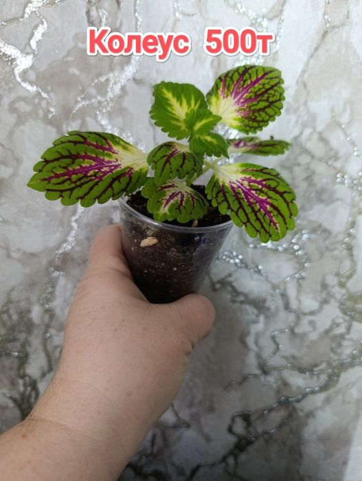 Комнатные растения