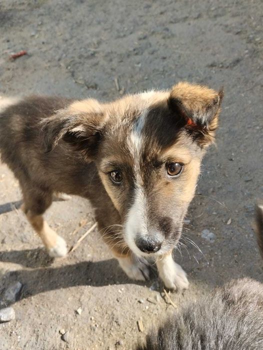 Девочка дворянка