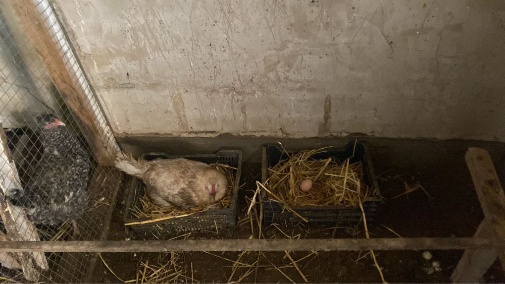 Тауык пен Кораз.