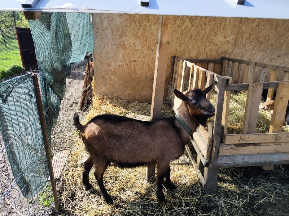 Vand țap alpin francez ciut genetic