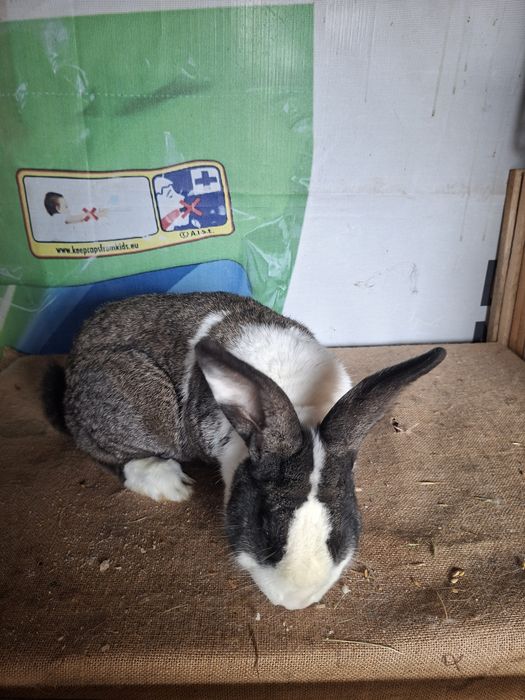 Mascul hycole francez