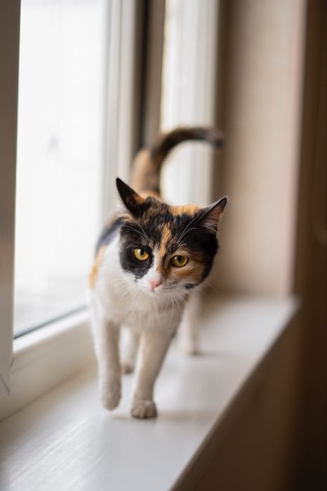 Луна в поисках дома! Ташкент!