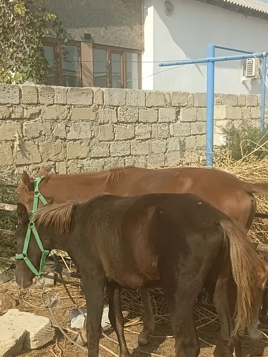 Жабағы тай жылқы
