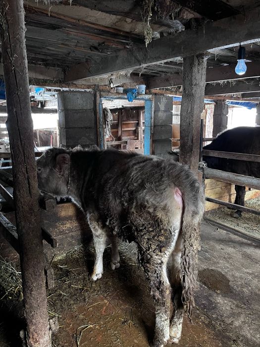 бұзау сатылады түрген ауылында