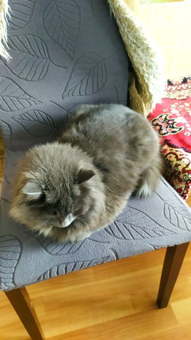 Прекрасный, пушистый, добрый кот