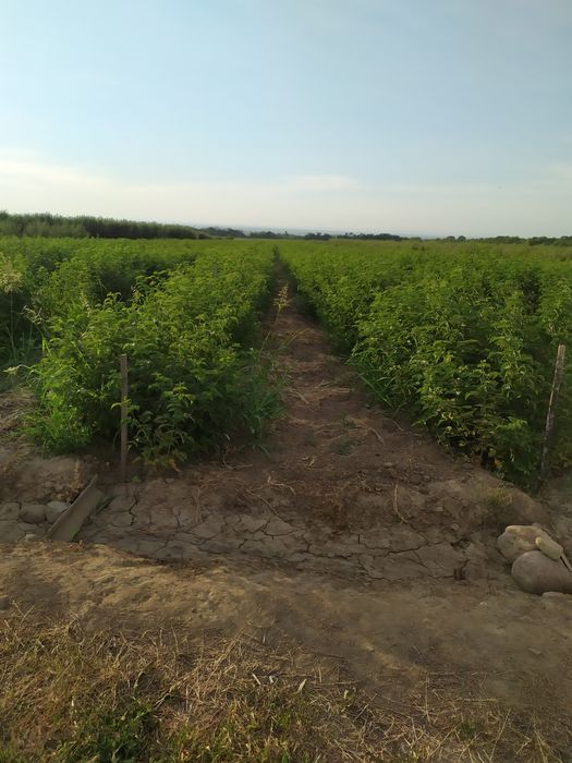 Продам Землю кха