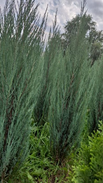 Туи можевельник Сосны Бельгия