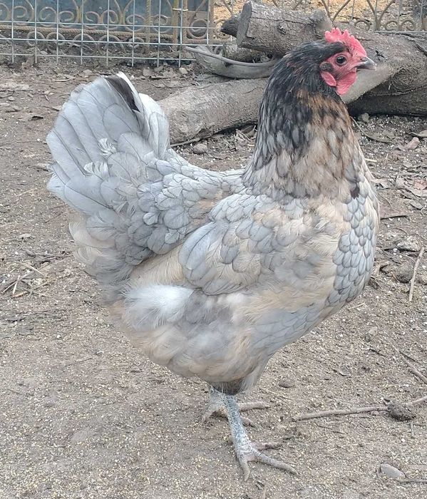 Cocos austrolorp de expozitie