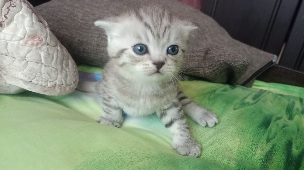 Продам котят скотиш фолд