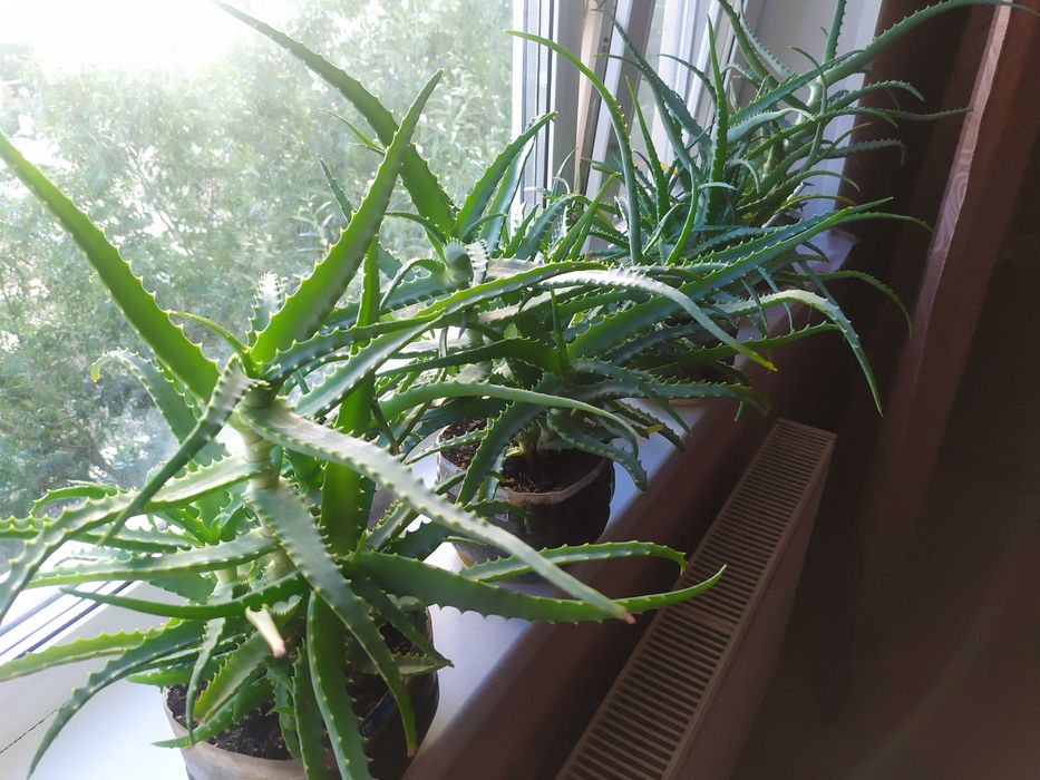 ЛЕЧЕБНЫЙ цветок АЛОЭ, возрастом более ПЯТИ лет! от БАБУШКИ! НЕ дорого!