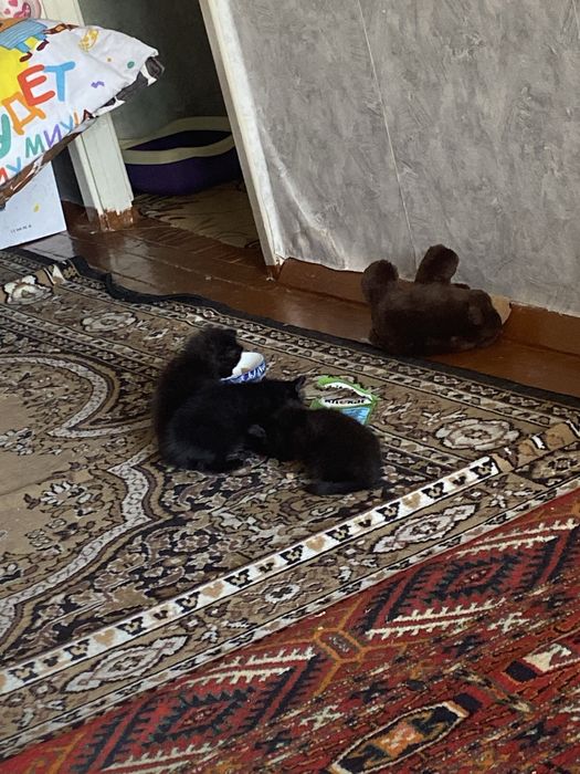 Отдам в хорошие руки