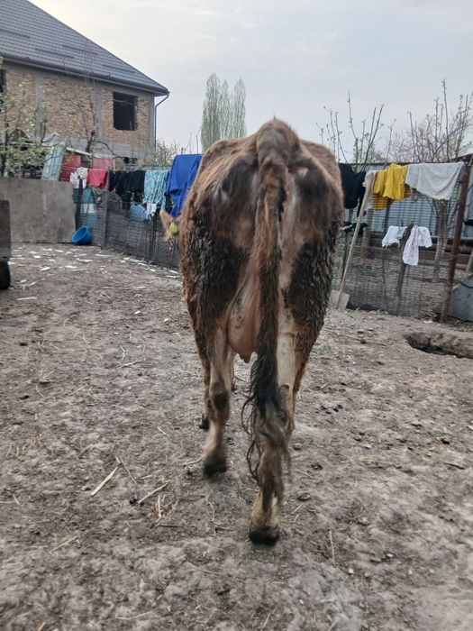 Продам алатау телку первый отель