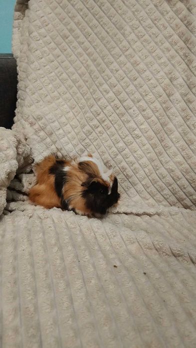 Морски свинчета