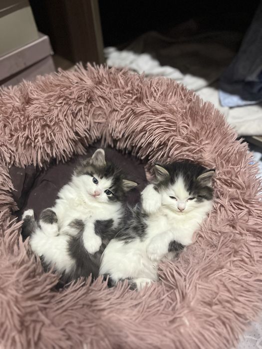 Норвежские лесные котята
