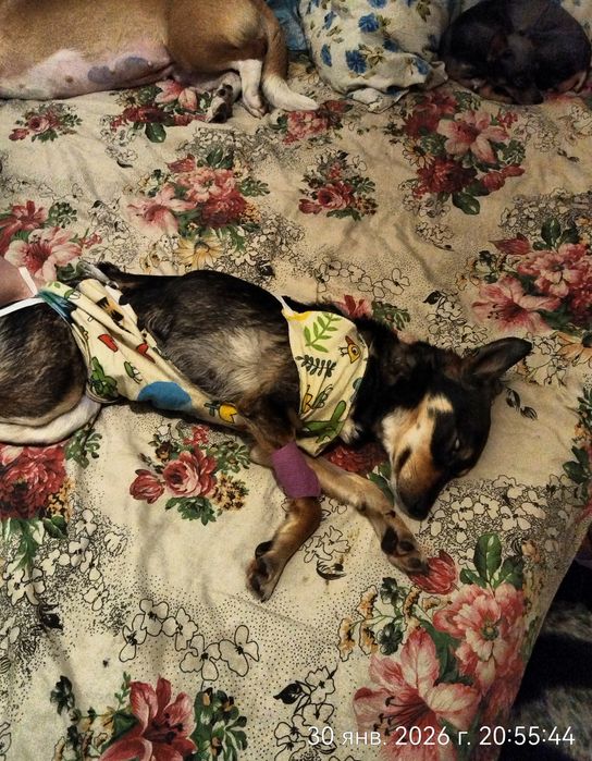 Собачка в поисках семьи