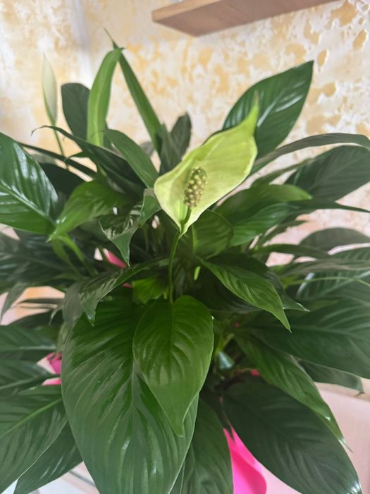 Продам цветы женское счастье