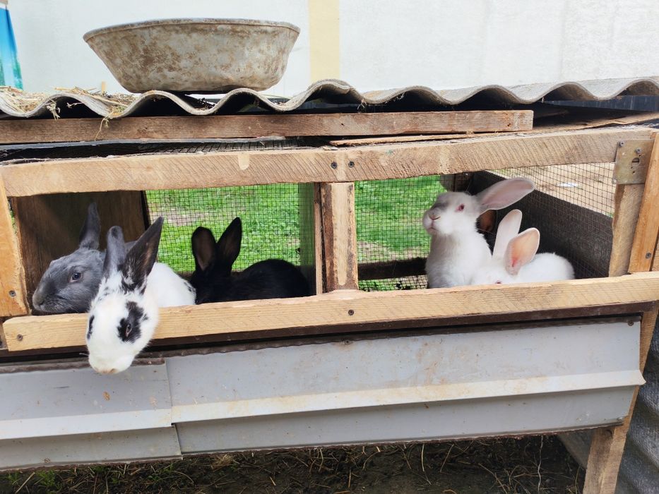 Quyon  sotilad sog'lom  semiz