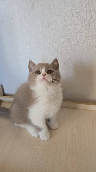 Британски котки късокосмести