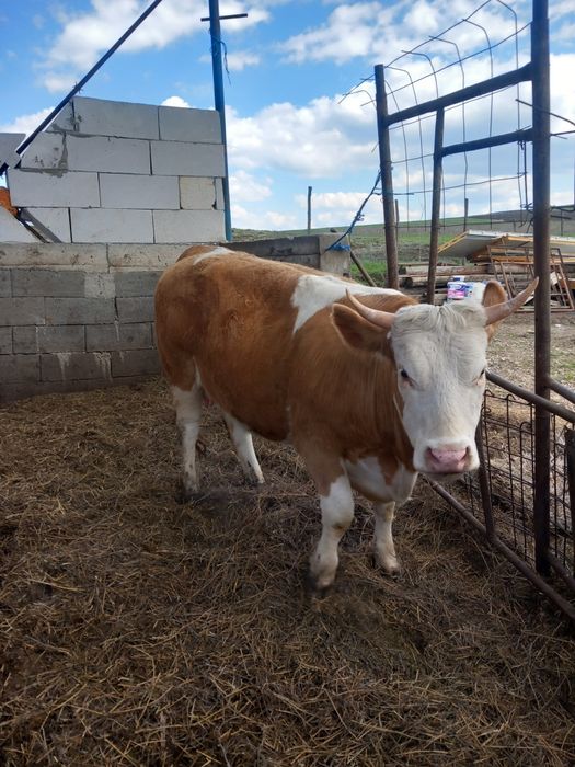 Vand 2 junici gestante