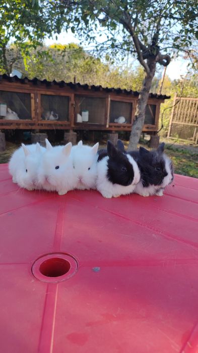 Iepurași pitici de companie