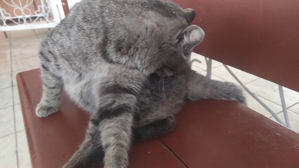 Хотят найти дом!!