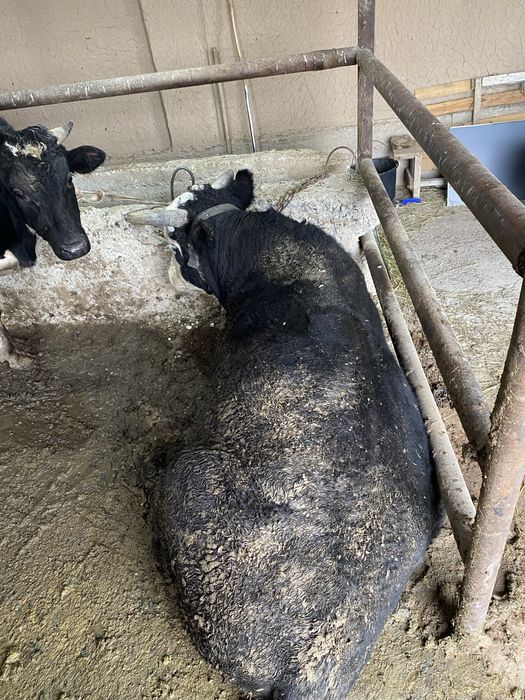 Бука сатылады.         .