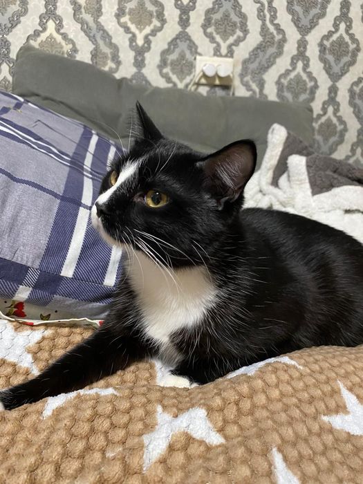 Отдам в добрые руки котика