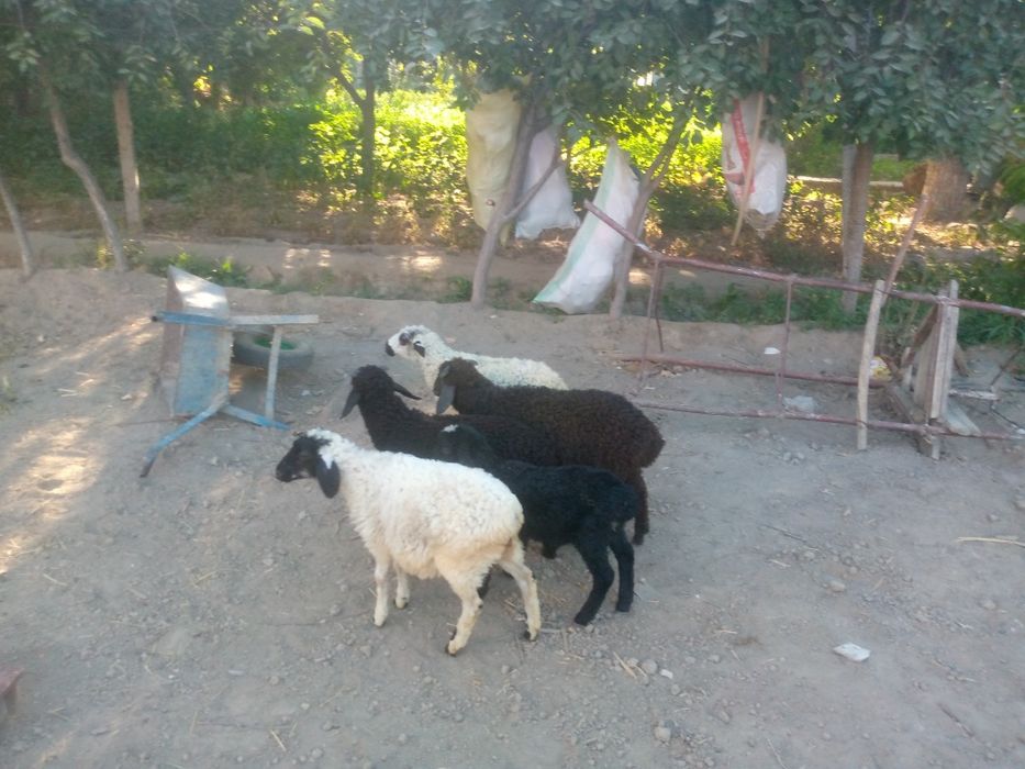 3 nar 2 moda barralar