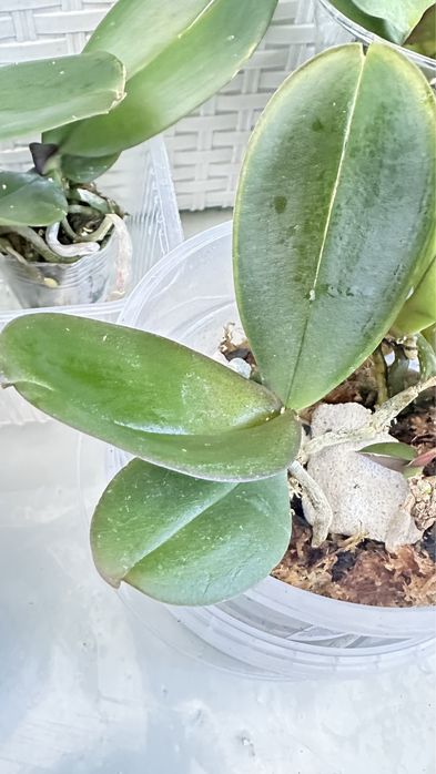 орхидеи  1,7 по 1500 т