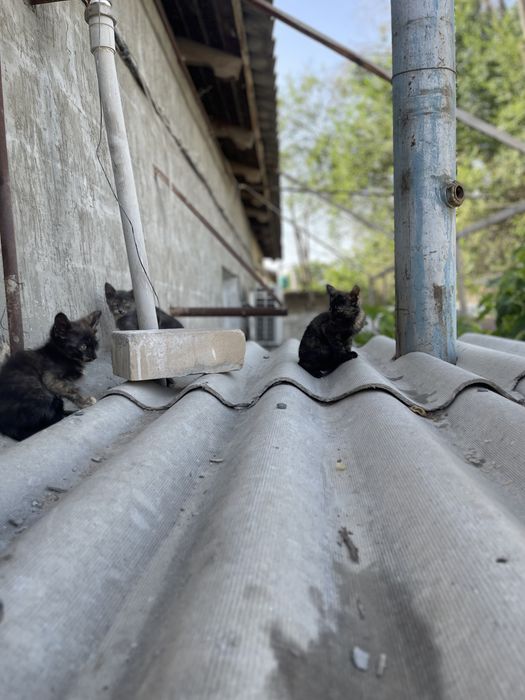 Отдам даром котят