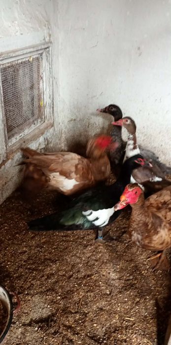 Rațe mute leșești