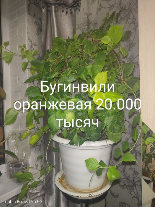 Комнатные растения