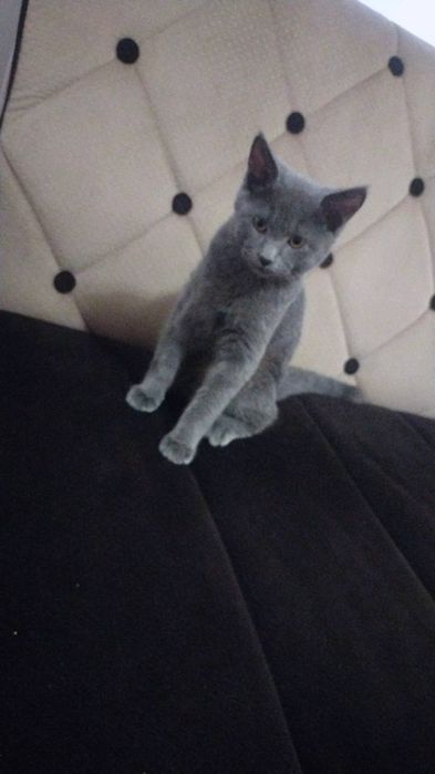 Toza qon  aqili hushyor