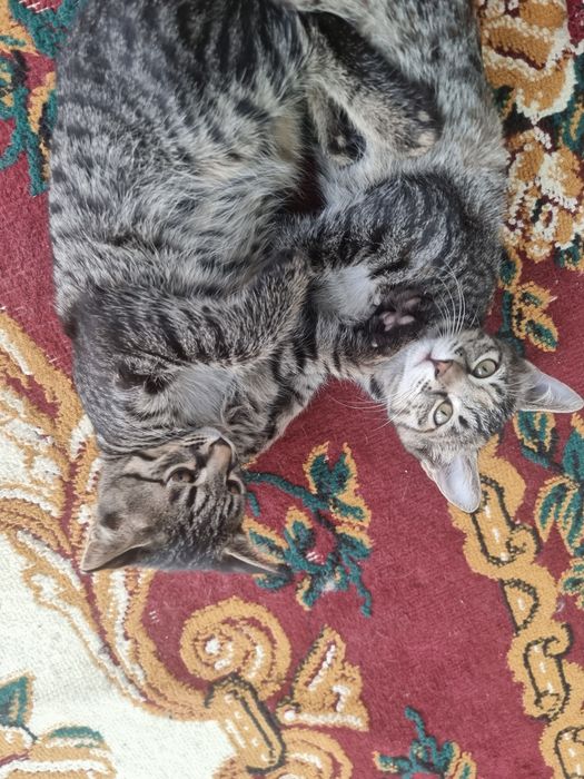 Отдам котёнка в добрые руки