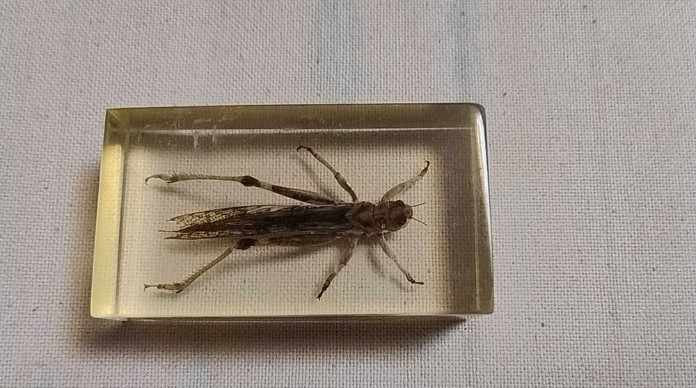 Insecte reale conservate în rășină sintetică - seria de la Deagostini