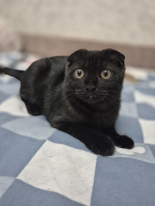 Продам котенка шотландец вислоухии