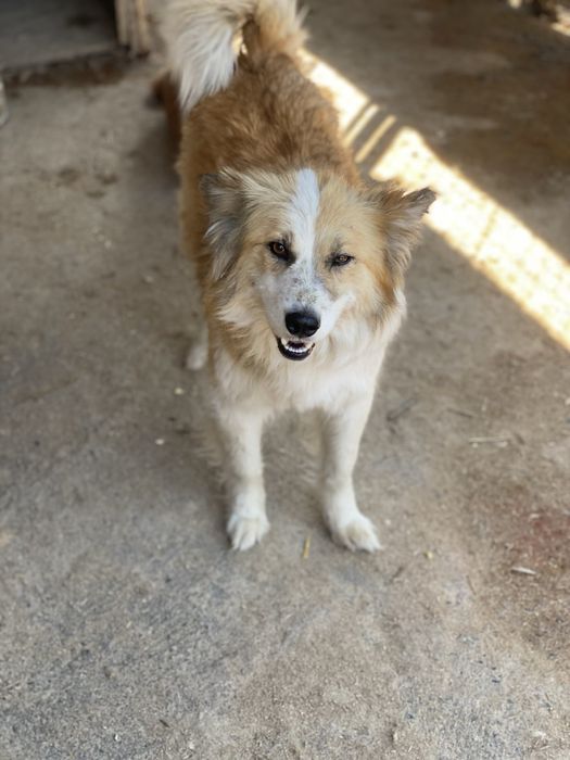 Собаки ищят дом есть доставка.