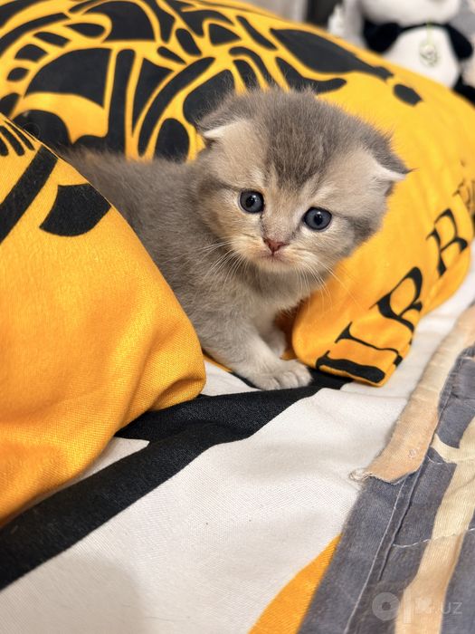 Продоются кошки.